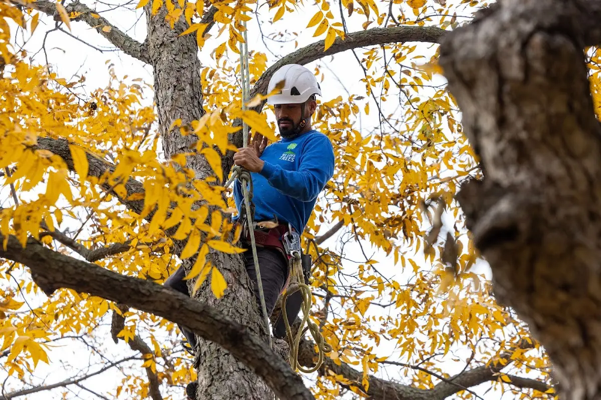 Skilled Tree Pruning crew working in Woodburn