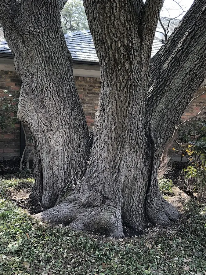 Mature heritage tree close to a Woodburn property cared for by certified arborists